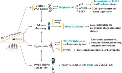 Frontiers Emerging Roles Of Interferon Stimulated Gene In Age